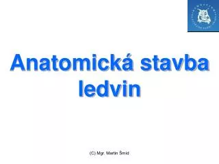 anatomick stavba ledvin