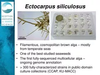 Ectocarpus siliculosus