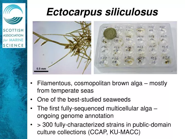 ectocarpus siliculosus