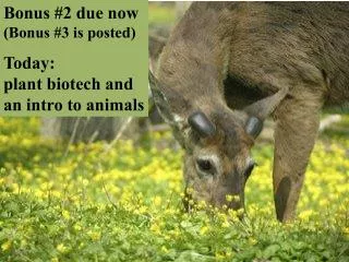 Bonus #2 due now (Bonus #3 is posted) Today: plant biotech and an intro to animals