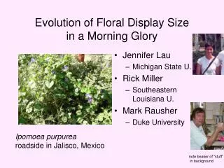 Evolution of Floral Display Size in a Morning Glory