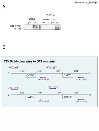TEAD1 binding sites in Gli2 promoter