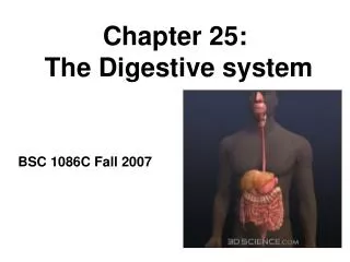 Chapter 25: The Digestive system