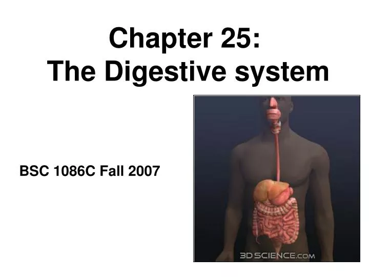 chapter 25 the digestive system