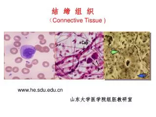 connective tissue