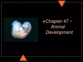 Chapter 47 ~ 	 Animal Development