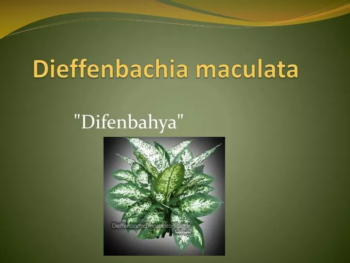 dieffenbachia maculata