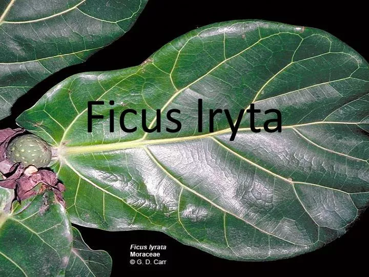 ficus lryta