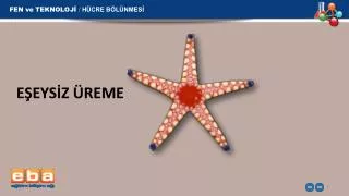 e eys z reme