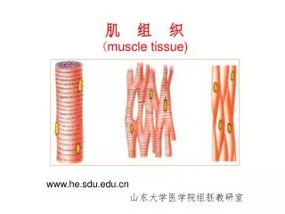 muscle tissue