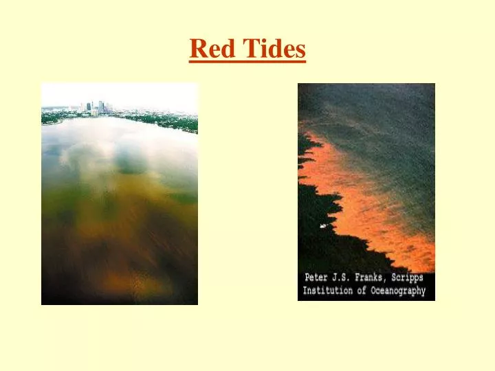 red tides