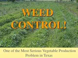 One of the Most Serious Vegetable Production Problem in Texas