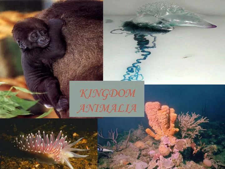 kingdom animalia