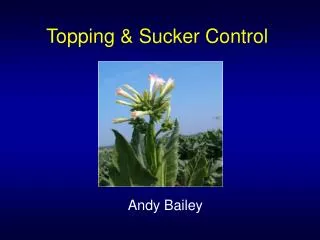 Topping &amp; Sucker Control