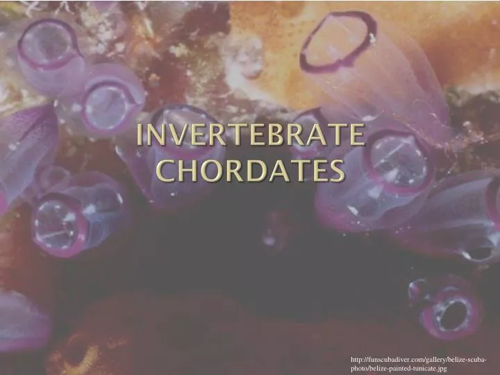 invertebrate chordates