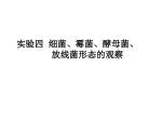 实验四 细菌、霉菌、酵母菌、 放线菌形态的观察 - slide 1