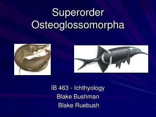 Superorder Osteoglossomorpha