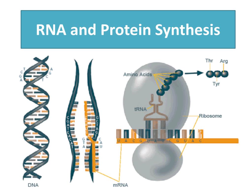 PPT - Understanding RNA and Protein Synthesis: The Role of DNA in ...