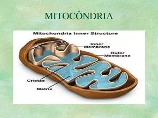 mitoc ndria