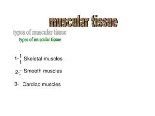 muscular tissue