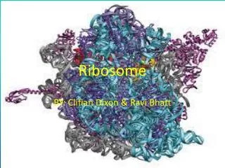 Ribosome