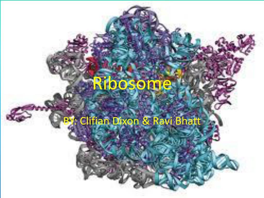PPT - Ribosome PowerPoint Presentation, free download - ID:5898532