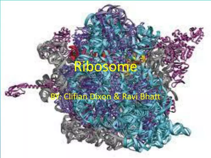 ribosome