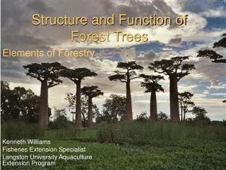 Structure and Function of Forest Trees