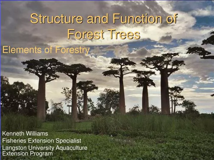structure and function of forest trees
