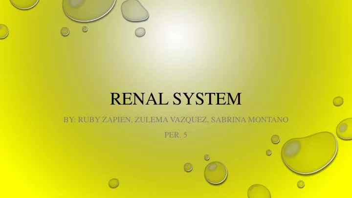 renal system