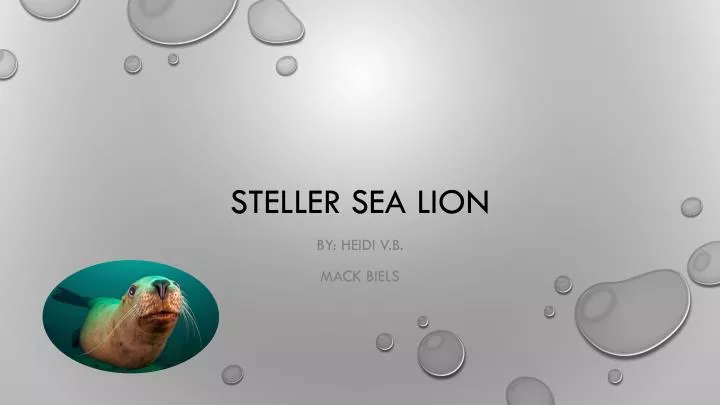 steller sea lion