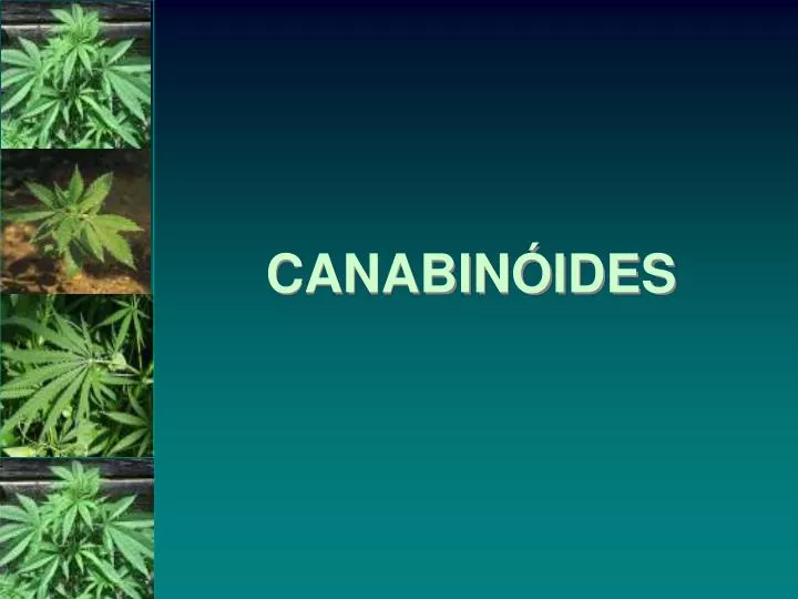 Uso Medicinal de Canábis e Canabinoides