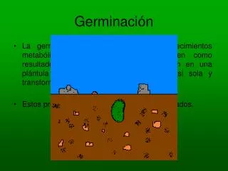 germinaci n
