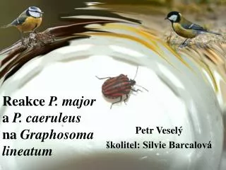 reakce p major a p caeruleus na graphosoma lineatum