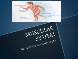 muscular system
