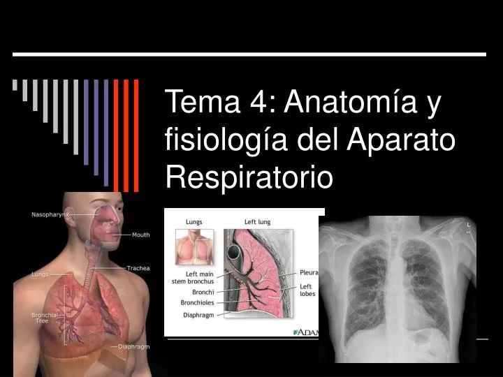 tema 4 anatom a y fisiolog a del aparato respiratorio
