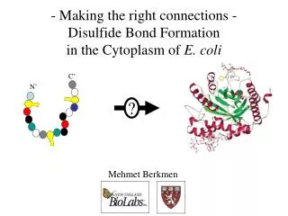 - Making the right connections - Disulfide Bond Formation in the Cytoplasm of E. coli