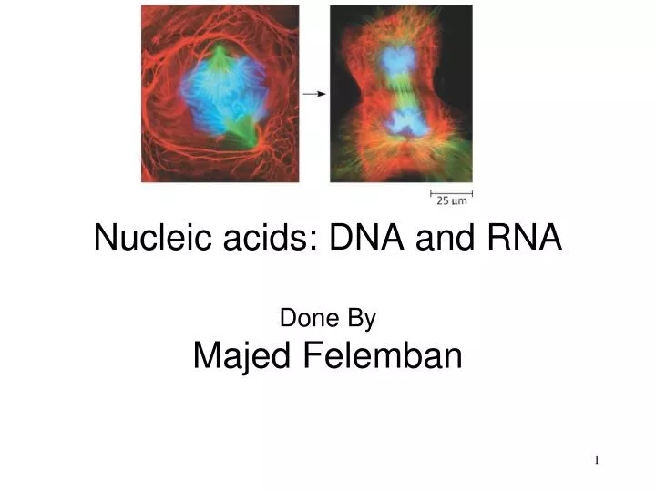 nucleic acids dna and rna done by majed felemban