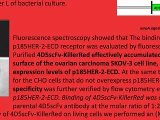 Targeting cancer cells by using an photoimmunosensitizer - 4D5scFv-KillerRed Kamil Tomaszewski