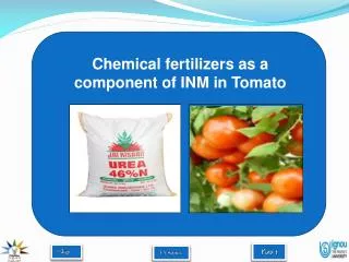 Chemical fertilizers as a component of INM in Tomato