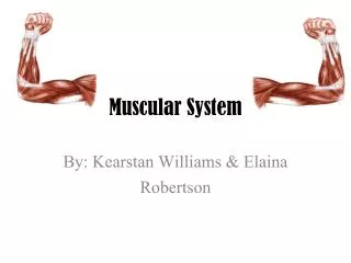 muscular system