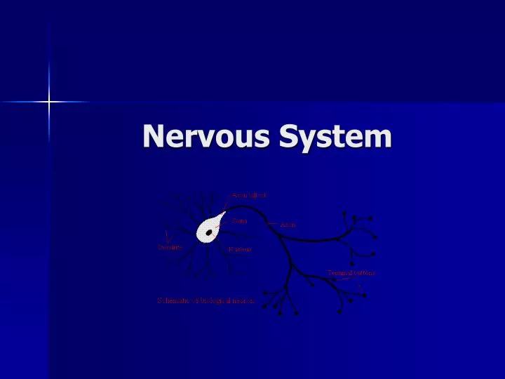 nervous system