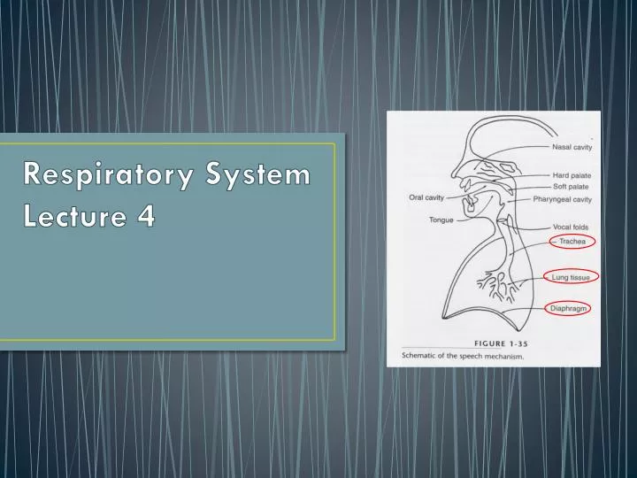 respiratory system lecture 4