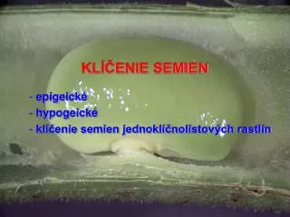 kl enie semien