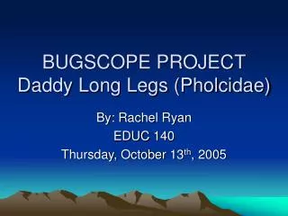 BUGSCOPE PROJECT Daddy Long Legs (Pholcidae)