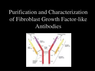 Purification and Characterization of Fibroblast Growth Factor-like Antibodies