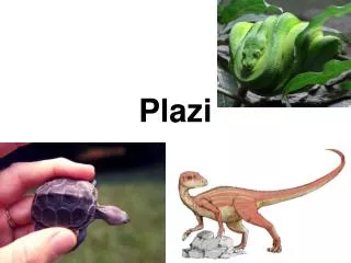 plazi