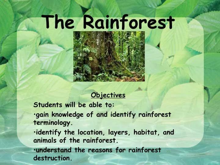 the rainforest