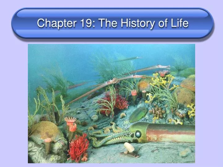 chapter 19 the history of life