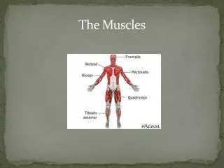 the muscles